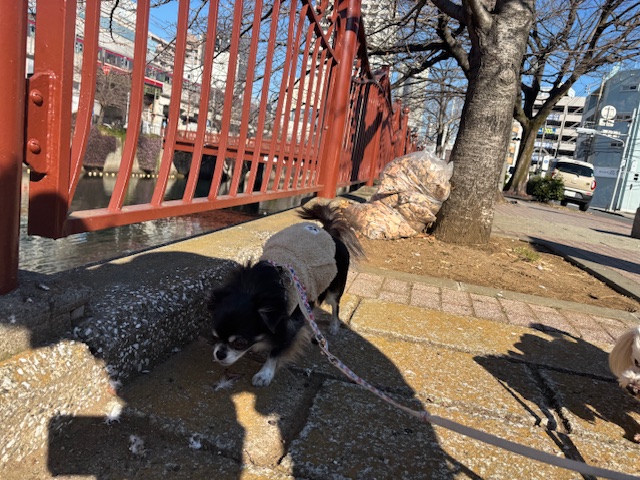 みんなお散歩大好きです～～イメージ