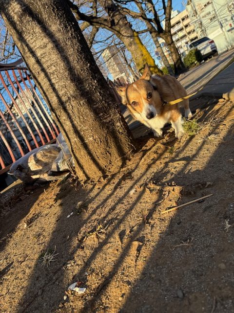 風が吹いていましたが暖かめな日でした！イメージ