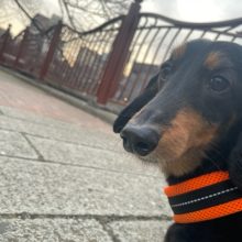 店内フリーのお友達がいっぱいです(^O^)／イメージ