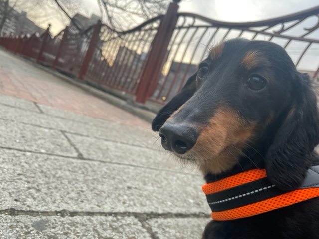 店内フリーのお友達がいっぱいです(^O^)／イメージ