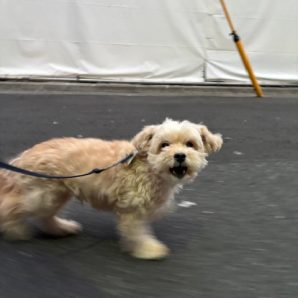 明日は節分です👹イメージ