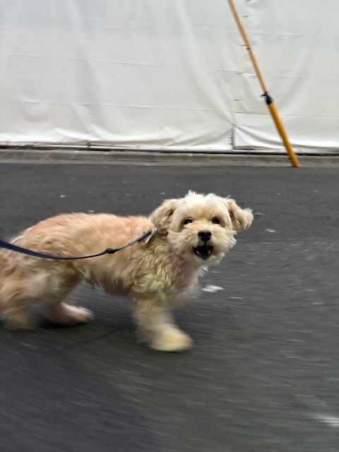 明日は節分です👹イメージ