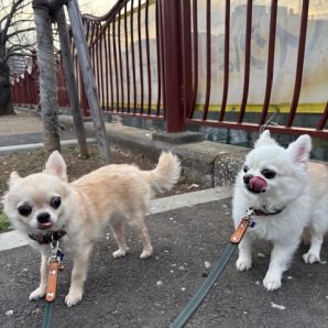 今日のワンちゃん達🎵イメージ