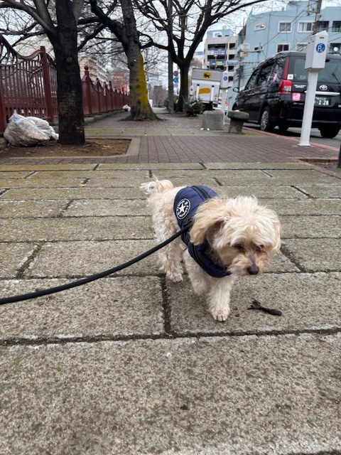 今日は朝から雪模様でした❄イメージ