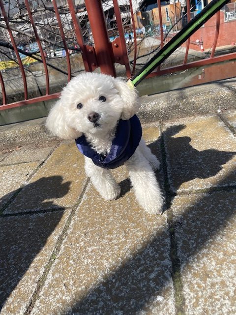 今日からお泊りのお友達がいっぱいです♫イメージ