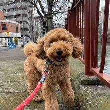 今日は曇り空でした(*’▽’)イメージ