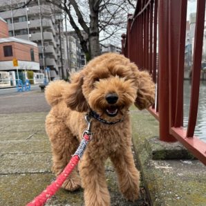 今日は曇り空でした(*’▽’)イメージ