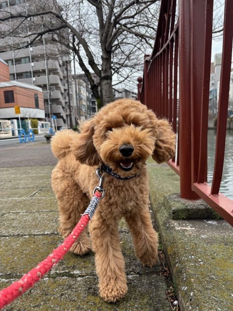今日は曇り空でした(*’▽’)イメージ