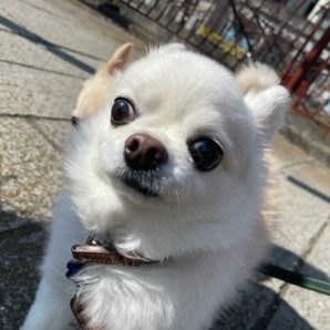 お散歩も元気いっぱいでした！イメージ