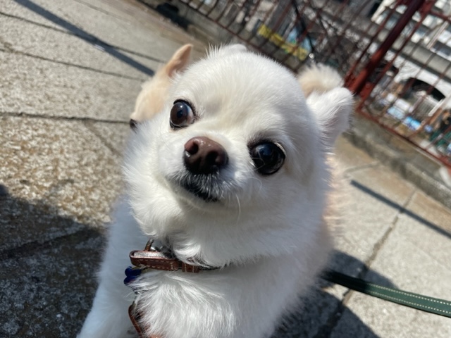 お散歩も元気いっぱいでした！イメージ