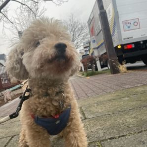 パラパラと雪が降っていました⛄イメージ