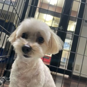 雨の為夕方からお散歩スタートです！イメージ