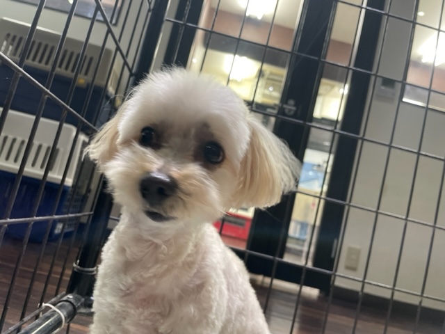 雨の為夕方からお散歩スタートです！イメージ