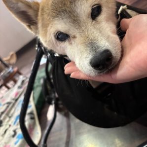 今日は一日雨でした(*’▽’)イメージ