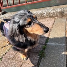 お散歩日和の一日でした(^O^)／イメージ